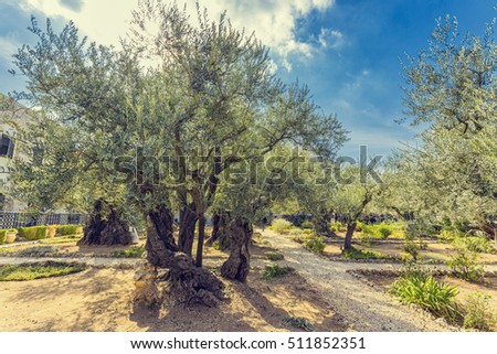 The Gethsemane Olive Orchard, Garden located at the foot of the Mount of Olives, Jerusalem, Israel.