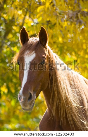 Farm animal, horse