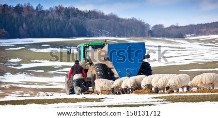 Farmer feeding his sheep in winter
