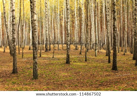 Birch-tree forest, natural background