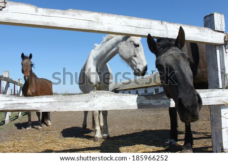 Three horses behind the fence on the farm