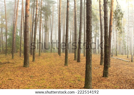 spruce forest, pinery, pine forest, pinet tree, fairy forest