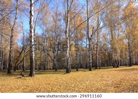 Beautiful autumn forest. Fall scene. Beautiful Autumnal park.Birch grove.  Beauty nature scene.