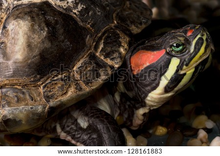An old turtle red eared slider close-up