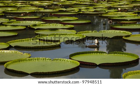 Giant water lily in the pond