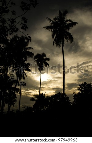 Sunset with palm trees shadows