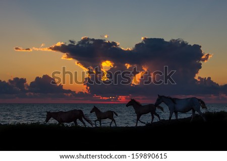 Horses are running along the beach at sunset