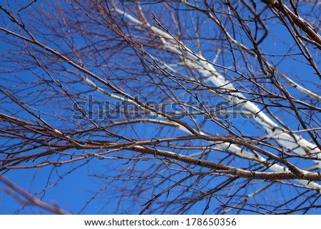 Birch tree branches against bright blue winter sky