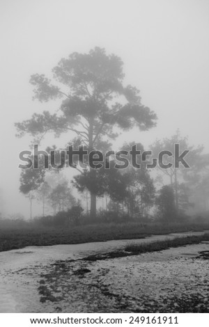 forest with fog background in black and white tone