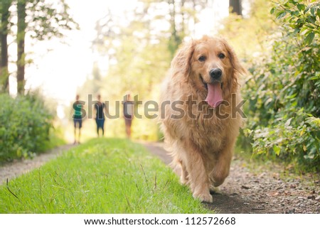 Golden Retriever With Group Of People Friends In Behind Walking Trekking In Forest Countryside In Hot Warm Day