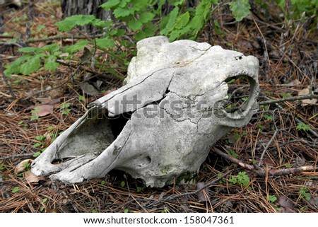 Cattle skull in the wood