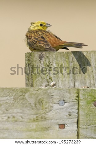 Yellowhammer(Emberiza citrinella) perched on a fence post.