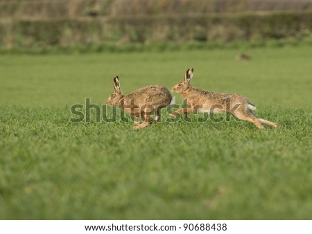 Hare Chasing