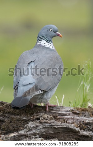 Wood pigeon (Columba palumbus) perched on log