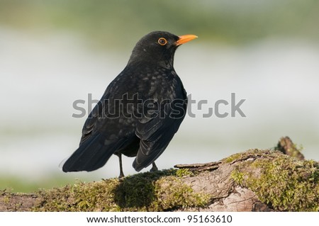 Common Blackbird (Turdus merula) perched on log