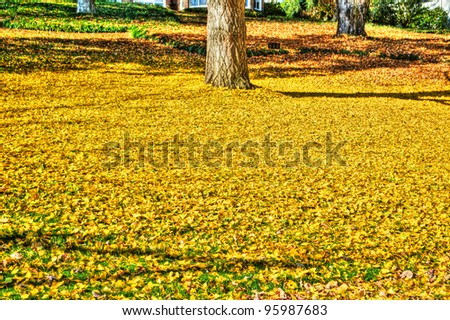 Blanket of yellow leaves