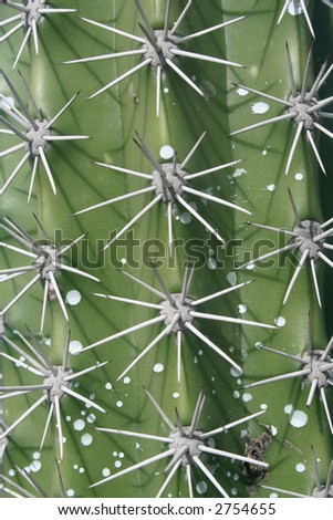 cactus needles