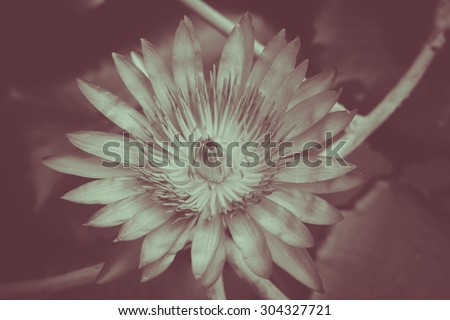lotus flower black white in brown