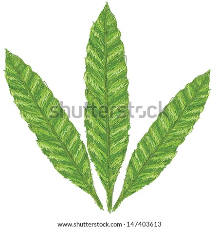 unique style illustration of fern leaves - scientific name Asplenium Nidus isolated in white background.