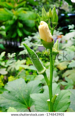 okra or lady\'s finger vegetable plant with flower