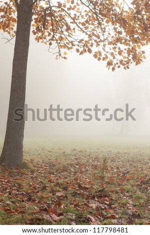 Serene autumn landscape - a tree and fog, nature