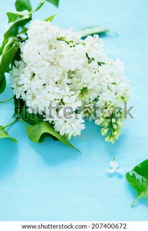 lilac on a blue background, flowers closeup