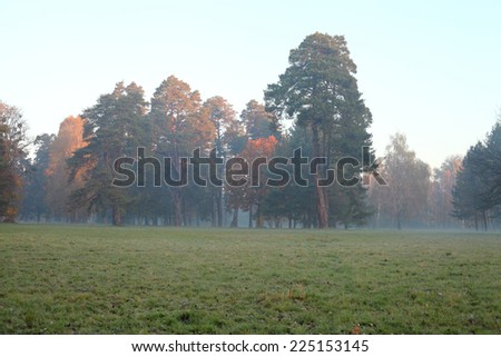 old pine trees in the mist in the meadow, nature
