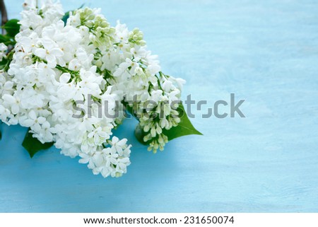 White lilac on blue background. Flowers