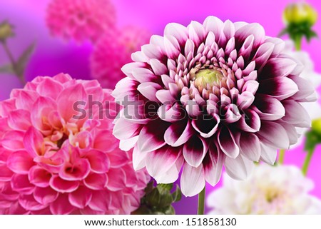 Flowers. Magic background with excellent dahlias