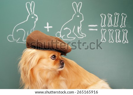 Education idea joke about dreamy dog studying mathematics. Focus on eyes of dog