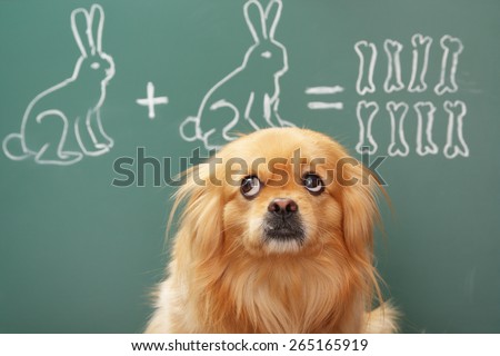 Education idea joke about dreamy dog studying mathematics. Focus on eyes of dog