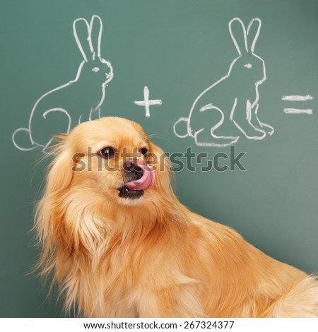 Jesting puzzle with funny dog studying mathematics