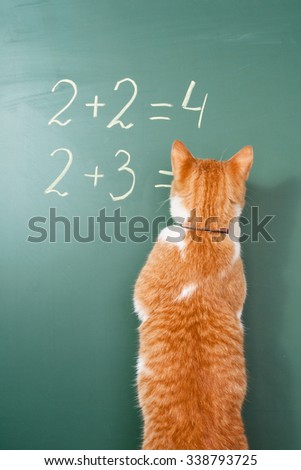 The red cat solving examples on mathematics