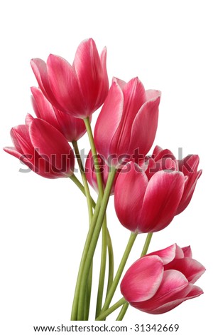 Bouquet of tulip on a white background Clipping path Bouquet of tulip on a white background Clipping path