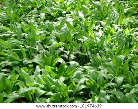 Ramsons (Allium ursinum, buckrams, wild garlic, broad-leaved garlic, wood garlic, bear leek, bear\'s garlic)