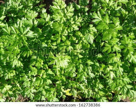Parsley (garden parsley, Petroselinum crispum)