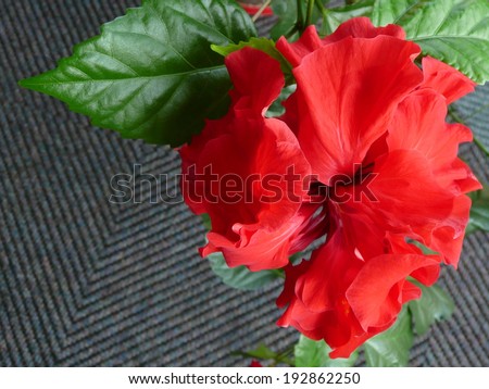 Detail of flower of Hibiscus (rose mallow) with place for text