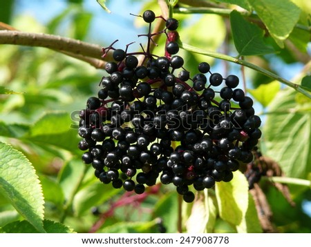 Sambucus nigra (Elder, Elderberry, Black Elder, European Elder, European Elderberry, European Black Elderberry, Common Elder, Elder Bush)