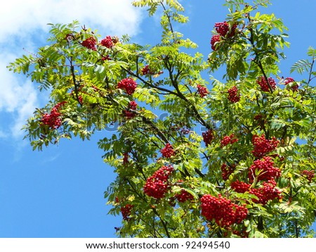 Sorbus aucuparia (Rowan, European Rowan, Mountain ash, European mountain ash) - tree with ripe fruit