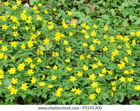 Yellow anemone (or yellow wood anemone or buttercup anemone - Anemone ranunculoides)
