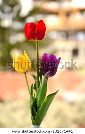 yellow ,red and violet tulip in the vase