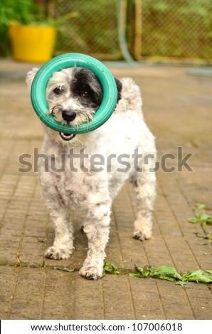 little white dog with toy for fitness in the month