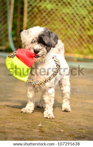 little white dog with toy in the month