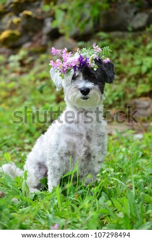 beautiful white dog with garland of forest  flowers