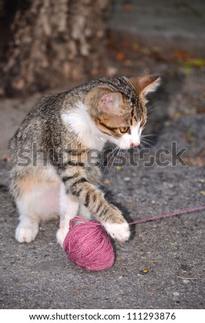 baby cat playing with wool