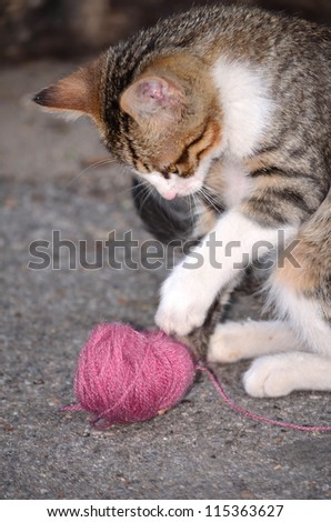 baby cat playing with wool