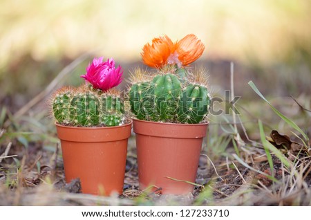 Cactus with red flowers and orange flowers