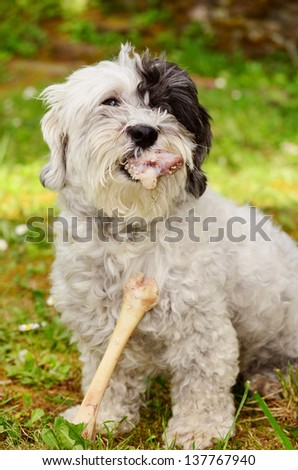 dog  with big bone in the mouth