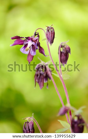 purple flower bells in the green garden