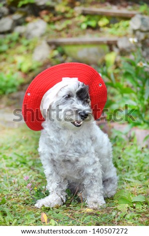 dog with red hat looking at the camera